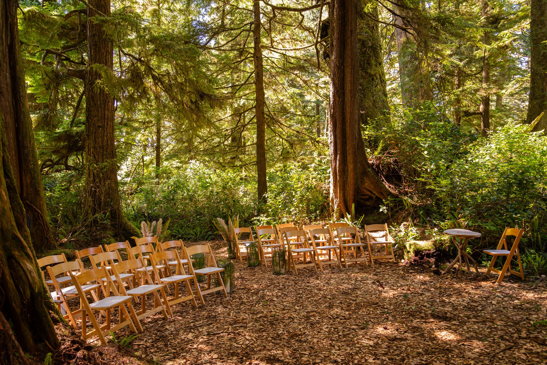 Ancient Rainforest -Ceremony Site